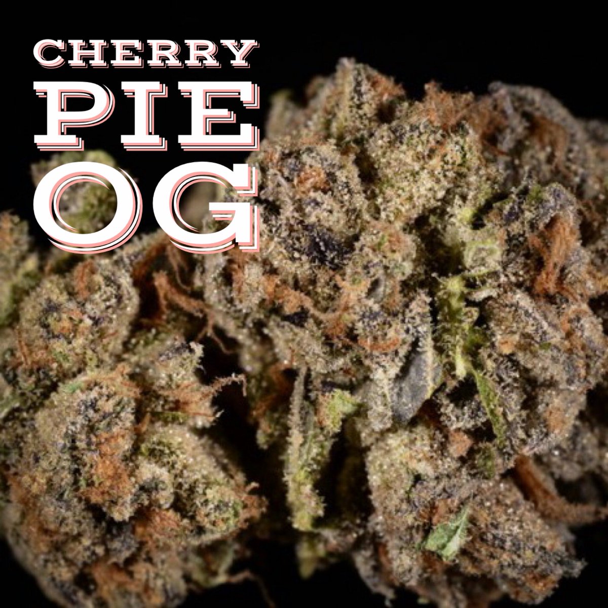 GoldenNugget___'s tweet photo. come thru to 7140 university avenue for some of our Cherry Pie OG!  #MMJ #SD https://t.co/q8qgGKAyh2