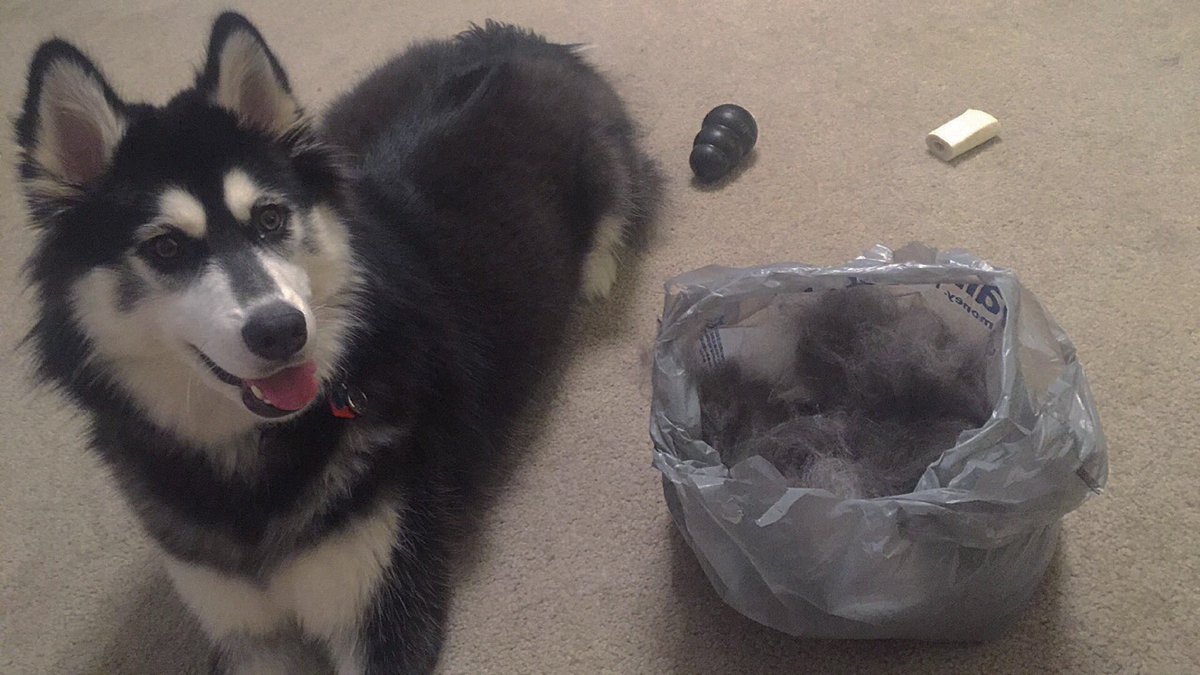Trii_Sara_Tops_'s tweet photo. Holy winter undercoat 😳😑
#siberianhuskyproblems
#yesthebagisfull
#noitsnotevenhalfwaydone https://t.co/BeyE7MV9Mq