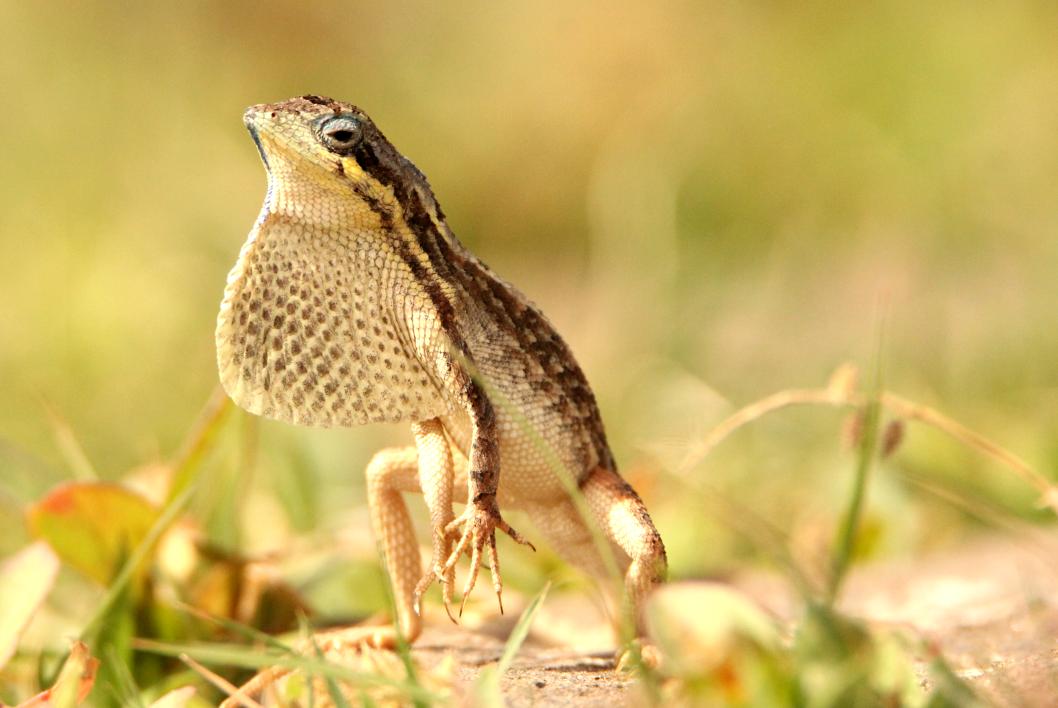 wildlifephoto_'s tweet photo. @Nigelmarven How's that sir...!? From my archives https://t.co/AyEqmd7JGp