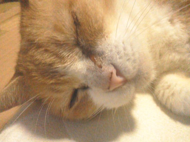 fiuerouridsweet's tweet photo. @chichineko 
ｺﾝﾆﾁヽ( *°ㅁ°* )ﾉ  ﾜｯ!!
今日で、最後のツィッター(╥╯θ╰╥) https://t.co/cFF62tDNNP