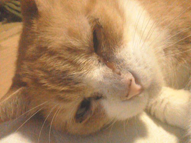 fiuerouridsweet's tweet photo. @fuku193 
ｺﾝﾆﾁヽ( *°ㅁ°* )ﾉ  ﾜｯ!!
今日で、最後のツィッター(╥╯θ╰╥) https://t.co/3QVFqYYfwy