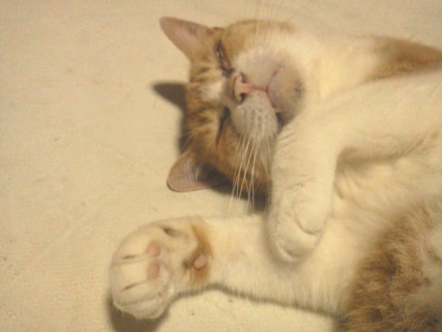 fiuerouridsweet's tweet photo. @1975_berry 
ｺﾝﾆﾁヽ( *°ㅁ°* )ﾉ  ﾜｯ!!
今日で、最後のツィッター(╥╯θ╰╥) https://t.co/IVGHAHlhit