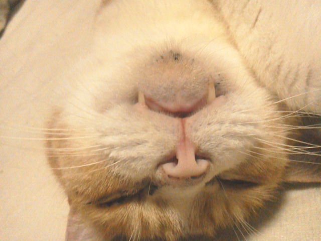 fiuerouridsweet's tweet photo. @6_hokuto 
ｺﾝﾆﾁヽ( *°ㅁ°* )ﾉ  ﾜｯ!!
今日で、最後のツィッター(╥╯θ╰╥) https://t.co/ua9PxcbGwr