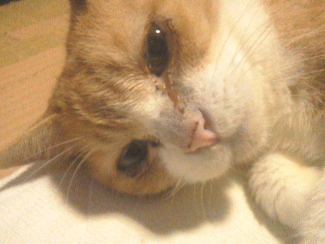 fiuerouridsweet's tweet photo. @KenMama1210 
ｺﾝﾆﾁヽ( *°ㅁ°* )ﾉ  ﾜｯ!!
今日で、最後のツィッター(╥╯θ╰╥) https://t.co/Qr97xWvkD9