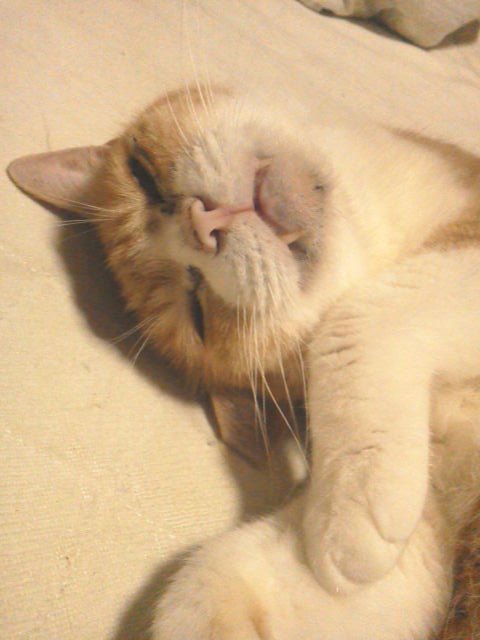 fiuerouridsweet's tweet photo. @KenMama1210 
ｺﾝﾆﾁヽ( *°ㅁ°* )ﾉ  ﾜｯ!!
今日で、最後のツィッター(╥╯θ╰╥) https://t.co/Qr97xWvkD9