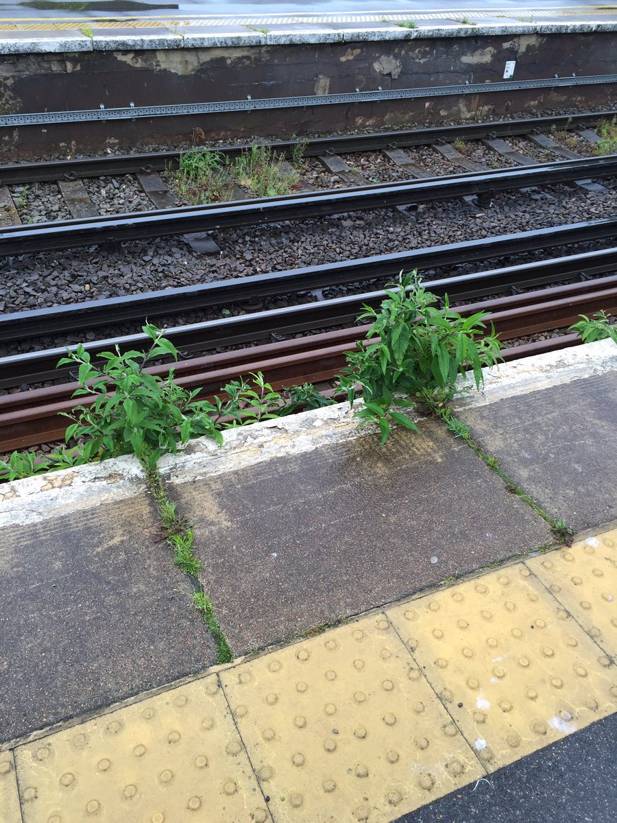 liamod10's tweet photo. @Se_Railway nice to see you listen to commuters &amp; keep Sitt station clean and tidy #welcometothejungle #noupkeep https://t.co/vR9FFdzDxs