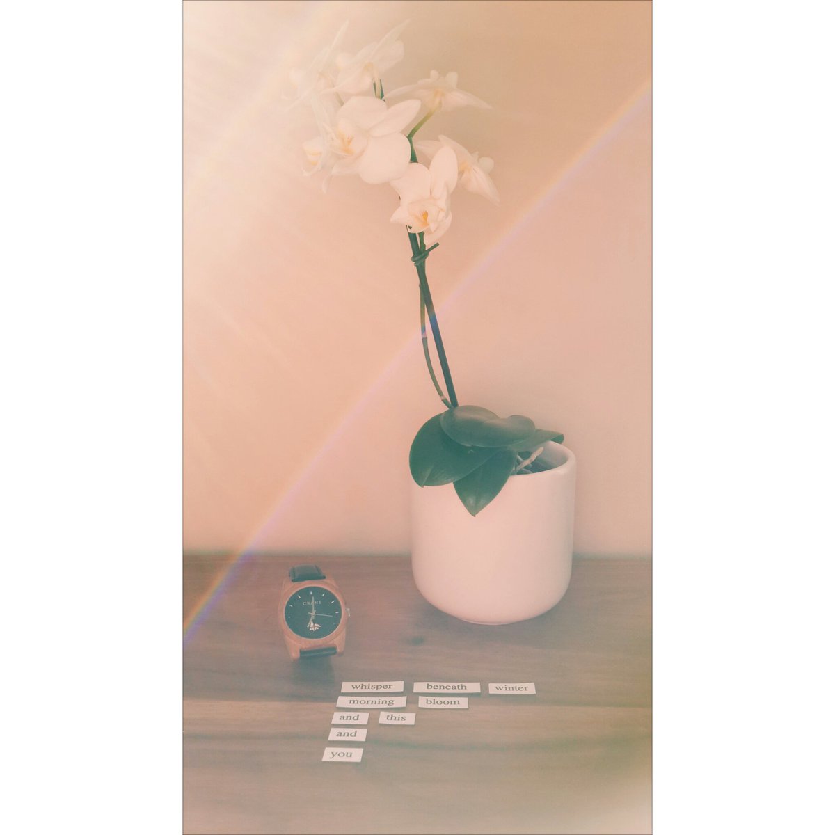 Scene 53:  "Whisper beneath winter  morning bloom  and this  and you".  #newthings #haiku #watch #ohmywoodness #time