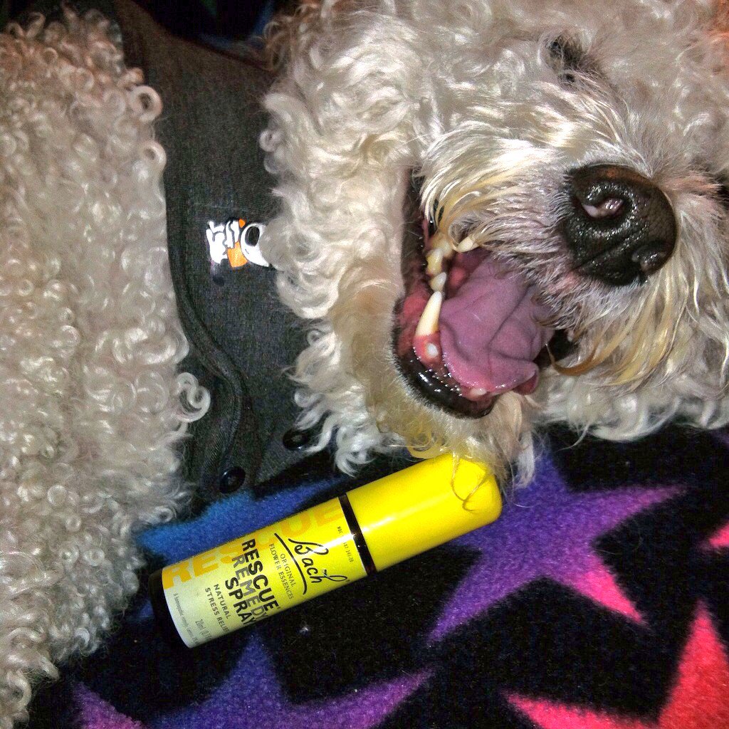 baxtertede's tweet photo. Freakin out!! #storm #Monsoon2016 #thunderjacket #dogsoftwitter https://t.co/FrHbtrNcjr