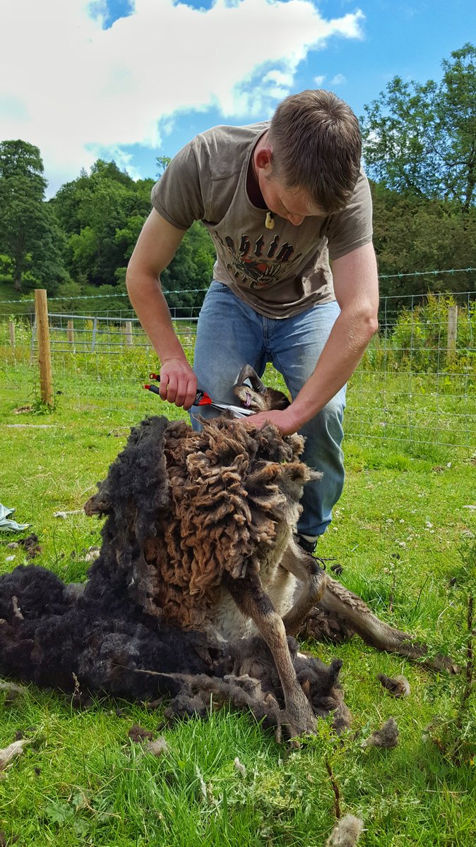 CalumStott1's tweet photo. Clipped for the first time the #Soay sheep at the weekend.#handshearing #sheep365 #Jakoti #RBST https://t.co/3WDrEcy6jN