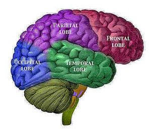 iot_vaidya's tweet photo. #UltimateCoder HTM  - a machine intelligence theory inspired by neocortex  https://t.co/X703jbfyMd #CognitiveHealth https://t.co/rfILVqEe7z