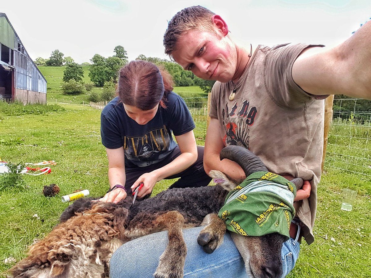 CalumStott1's tweet photo. Clipped for the first time the #Soay sheep at the weekend.#handshearing #sheep365 #Jakoti #RBST https://t.co/3WDrEcy6jN