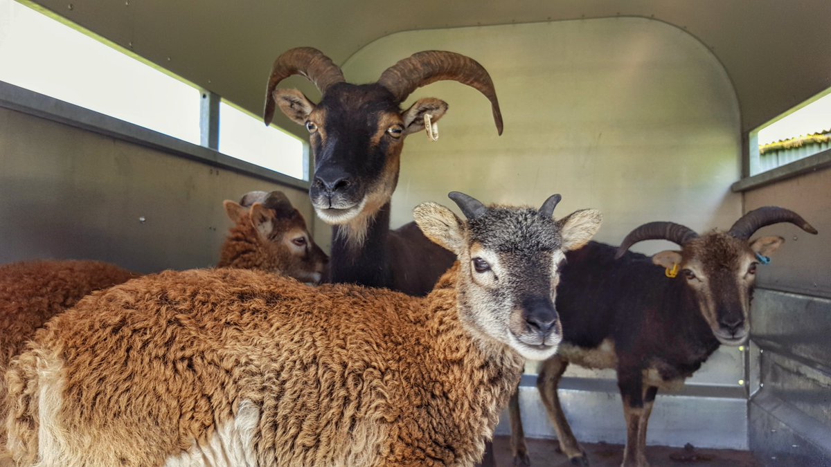 CalumStott1's tweet photo. Clipped for the first time the #Soay sheep at the weekend.#handshearing #sheep365 #Jakoti #RBST https://t.co/3WDrEcy6jN