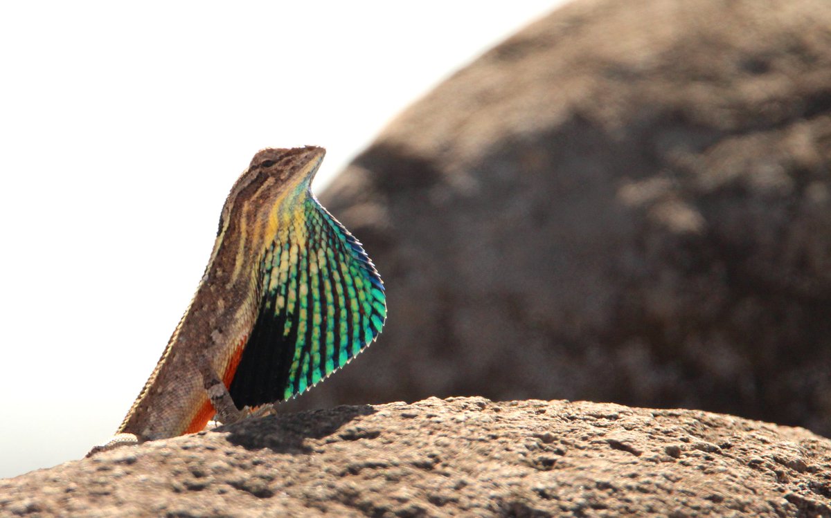 wildlifephoto_'s tweet photo. @Nigelmarven This is the another type of Fan Throated Lizard....You are my idol sir....You are just Awesome!!!! https://t.co/ERa6FIYnqc