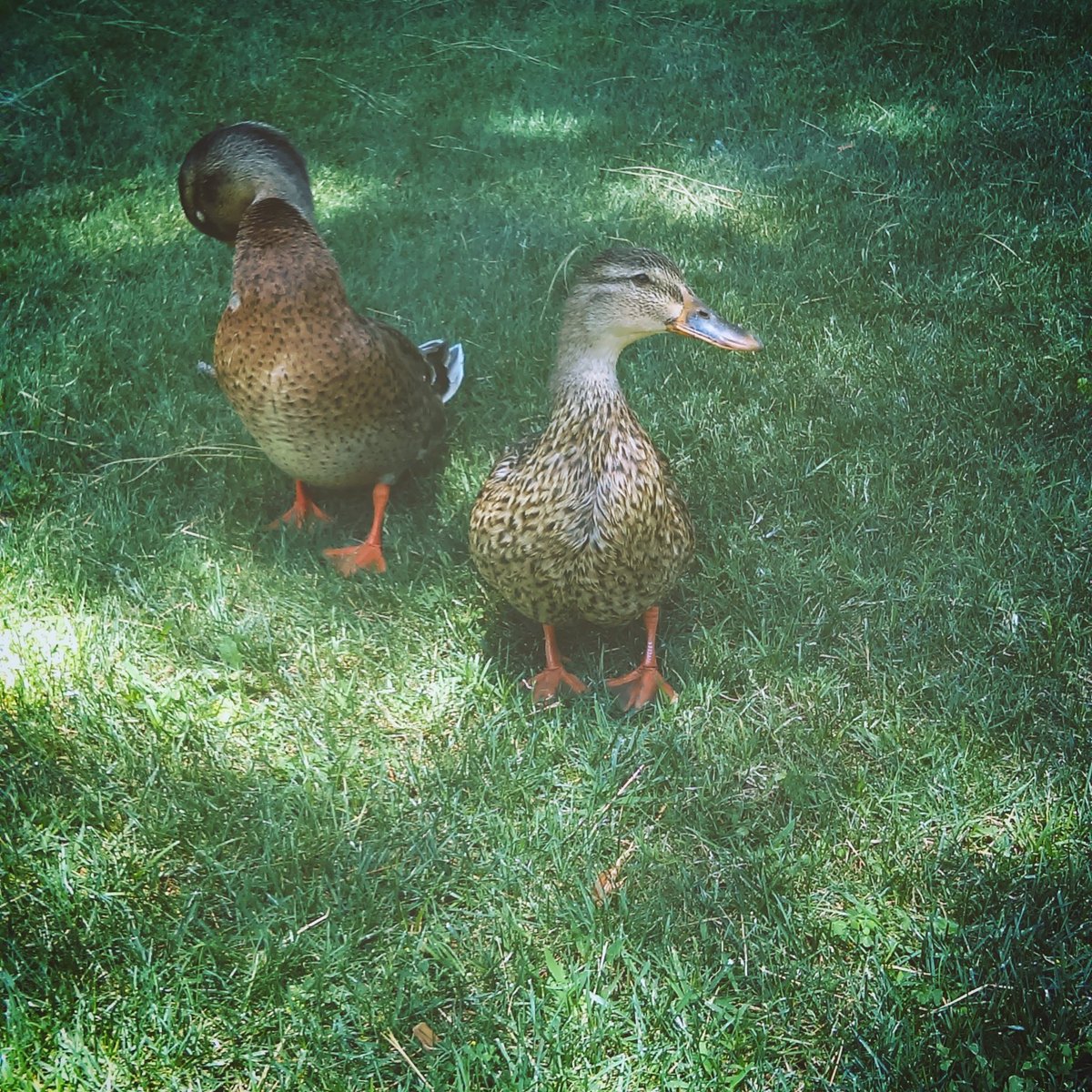 JayProdigy89's tweet photo. So these duck just walked up to ya boi and started posing 😂 they already knew what was up https://t.co/eX42lrvX0w