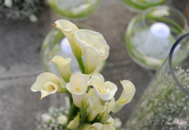 Top Gamos tweet media