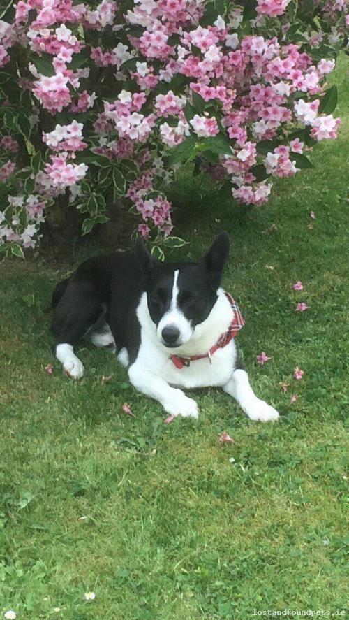lostfoundpets's tweet photo. A male dog was lost on 23/06/2016 in Carlow Kildare And Laois border, #Magany https://t.co/cwwJxLyLFn #lpie https://t.co/dYtYkQau6G