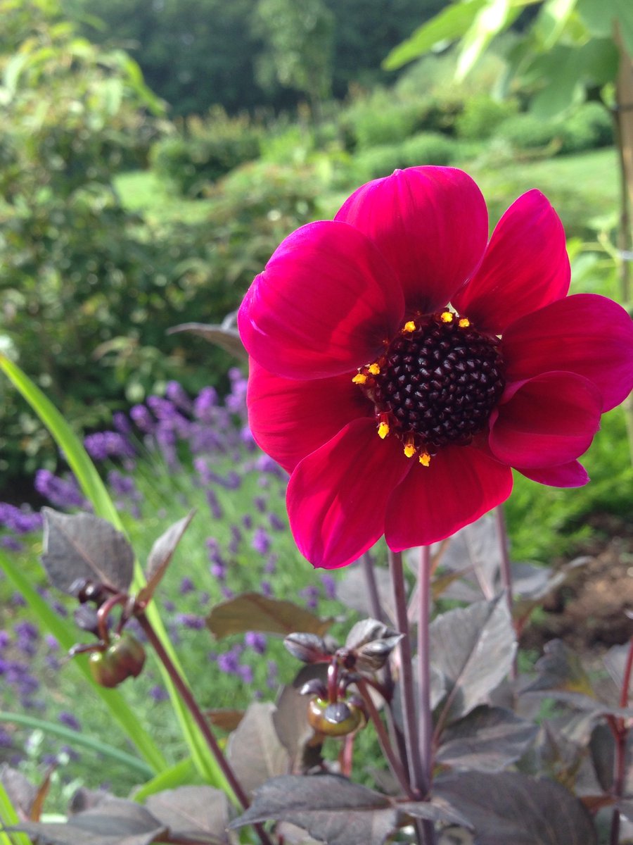 pumps_en_prei's tweet photo. Ook al is het wat somber buiten, het is wel genieten in de tuin #buitenleven https://t.co/N9TGABY7SQ