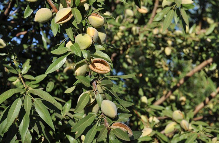 Alldrin Bros Almonds tweet media