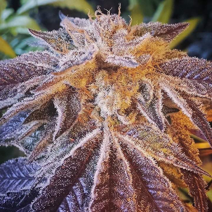 Tora Bora BX1. #ethosgenetics
