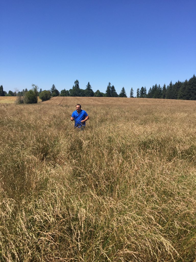 ZachKuenzi's tweet photo. @BarenbrugUSA is proud of our dedicated production team! Beautiful #RTFSeed fields @mintqueen1  @RTF_Sod #RTFSod https://t.co/y534cfqk2B