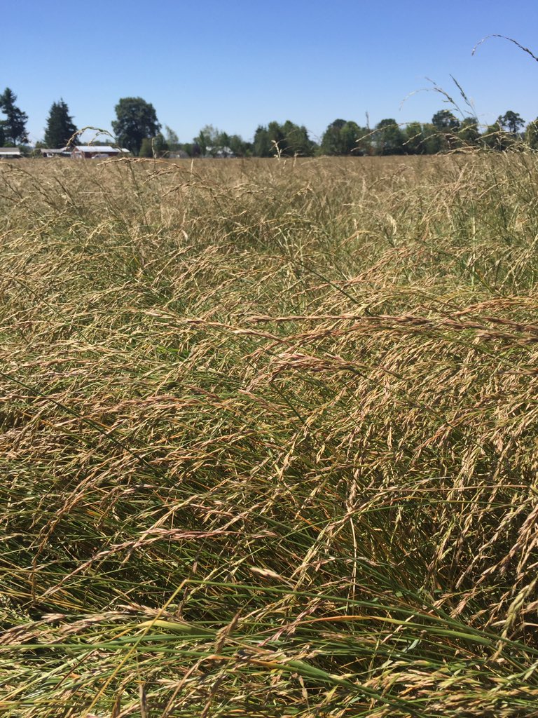 ZachKuenzi's tweet photo. @BarenbrugUSA is proud of our dedicated production team! Beautiful #RTFSeed fields @mintqueen1  @RTF_Sod #RTFSod https://t.co/y534cfqk2B