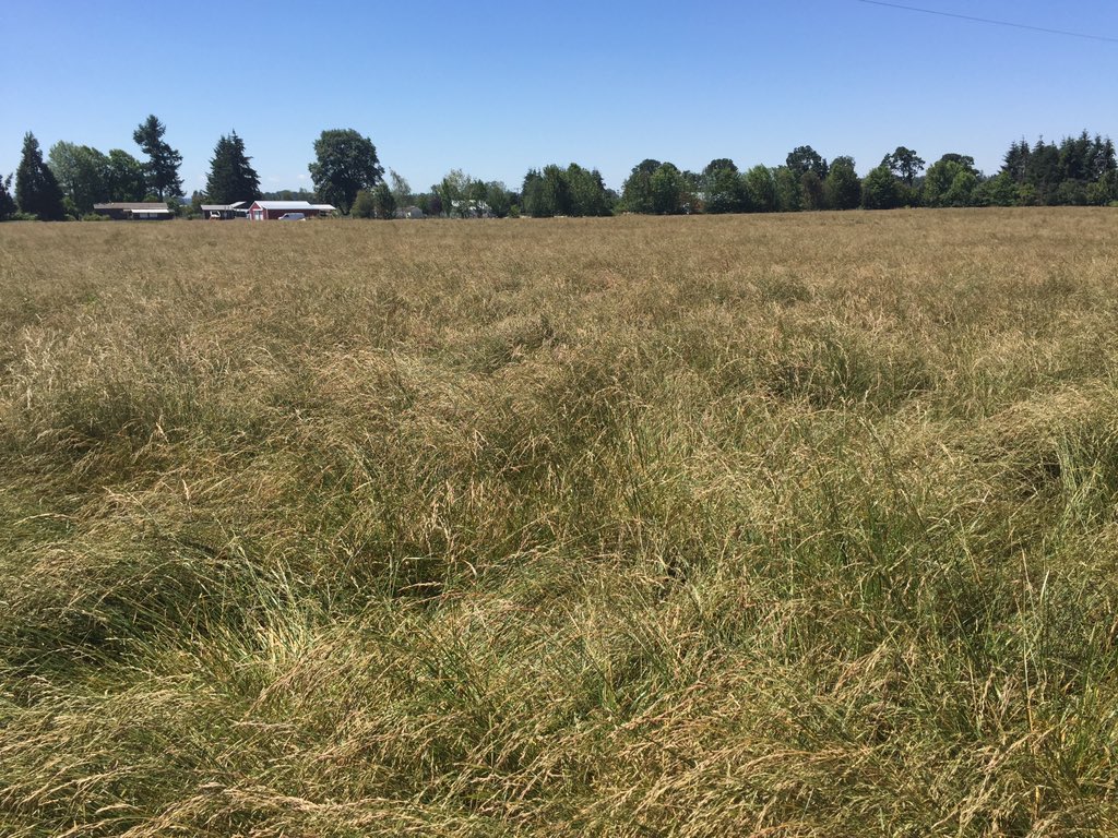 ZachKuenzi's tweet photo. @BarenbrugUSA is proud of our dedicated production team! Beautiful #RTFSeed fields @mintqueen1  @RTF_Sod #RTFSod https://t.co/y534cfqk2B