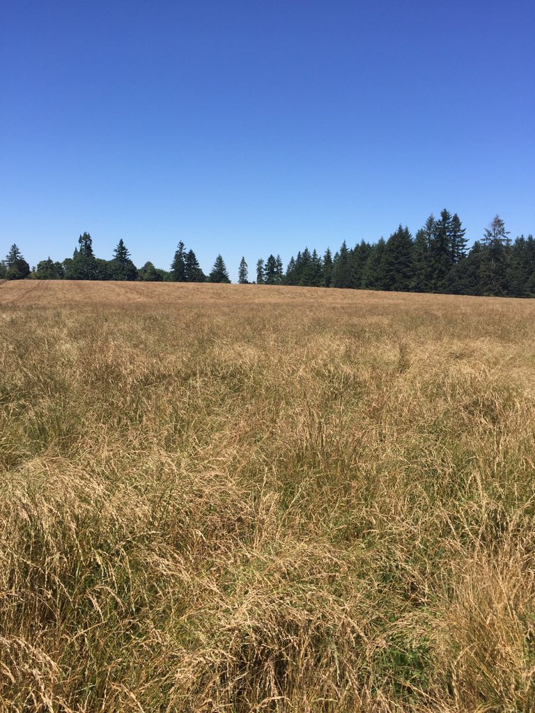ZachKuenzi's tweet photo. @BarenbrugUSA is proud of our dedicated production team! Beautiful #RTFSeed fields @mintqueen1  @RTF_Sod #RTFSod https://t.co/y534cfqk2B