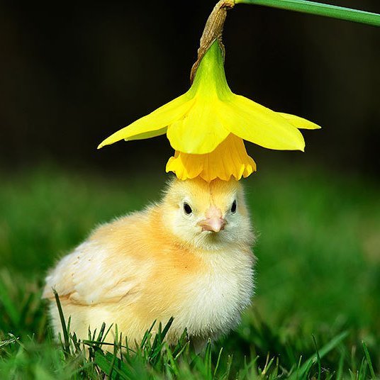 mostcutest_ever's tweet photo. I has a #hat.

#cutestever #chick #boop https://t.co/DG2LtCnopa