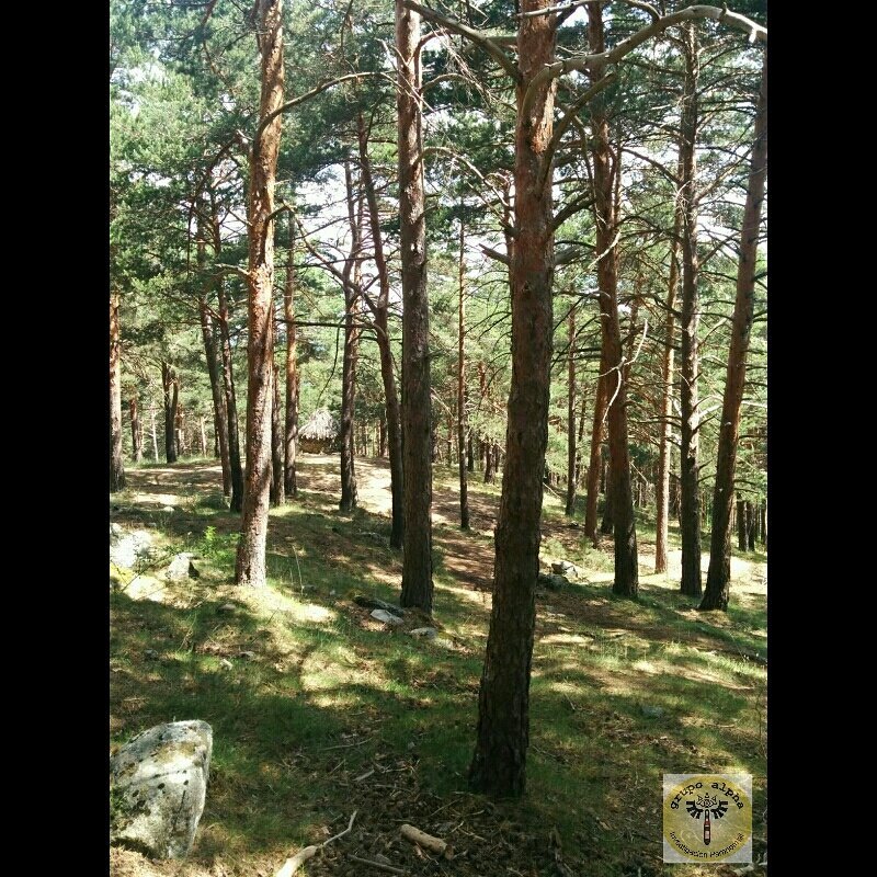 GrupoAlpha's tweet photo. De vez en cuando vale la pena salirse del camino, sumergirse en un bosque. Encontrará cosas que nunca había visto... https://t.co/Cvghf3pDEo