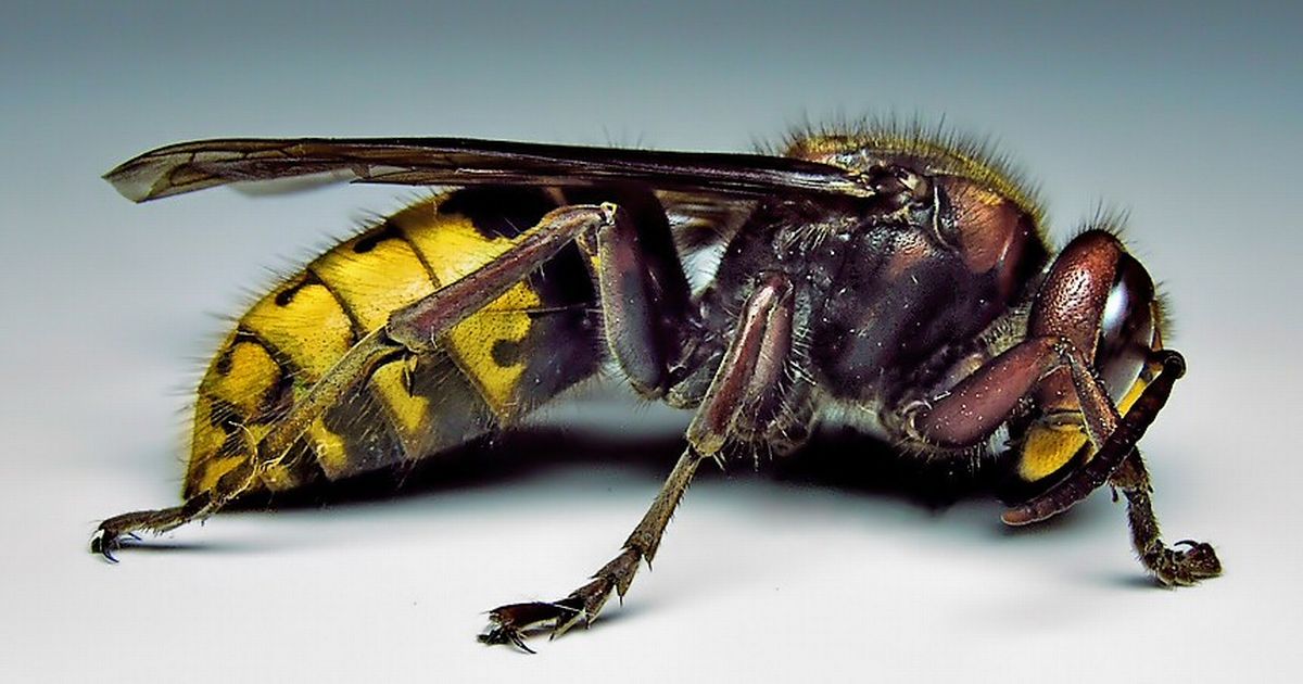 tasktheteam's tweet photo. 'Super wasp' 4cm long with sting that lasts for days spotted in Wales on @WalesOnline https://t.co/FHZnVztqiG https://t.co/t0JqWaZlDf