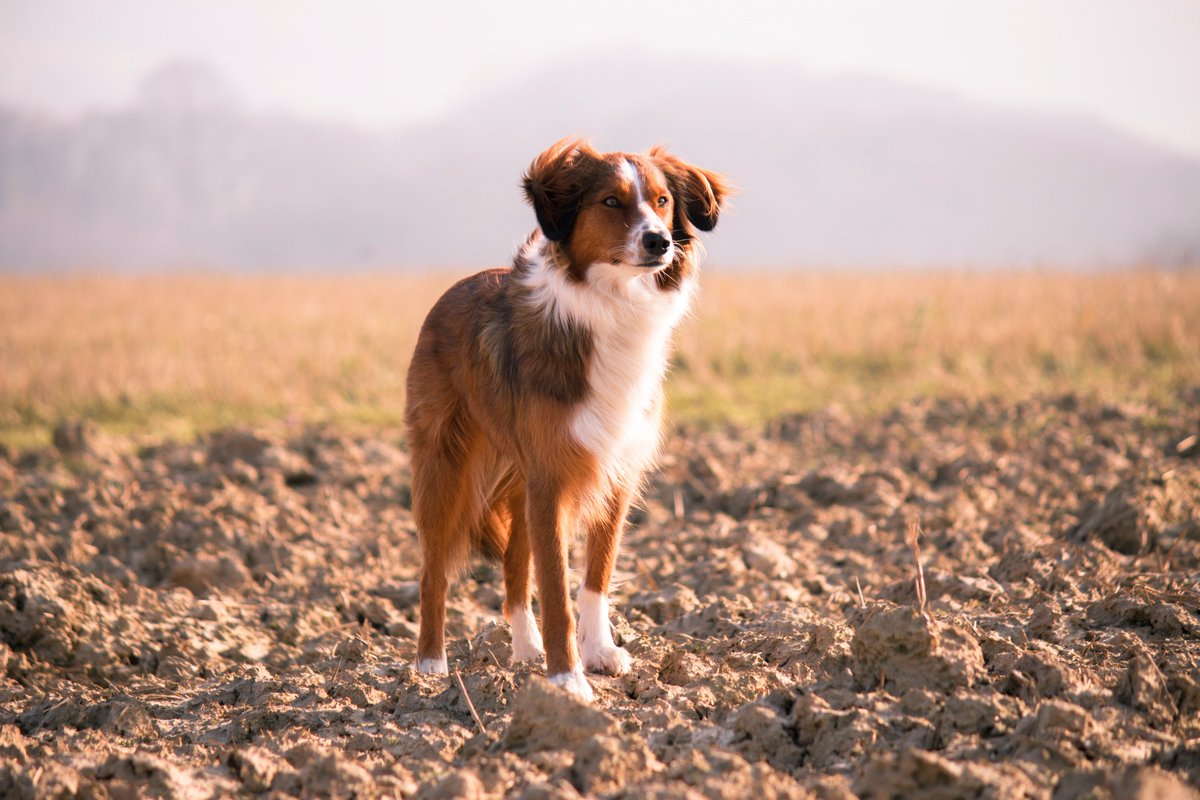 wiki_dog's tweet photo. Dog of the day. Find more: https://t.co/yUBxMQ6KeP
#dog #cute #puppy #doglove #dogs https://t.co/IdB5LiNssk