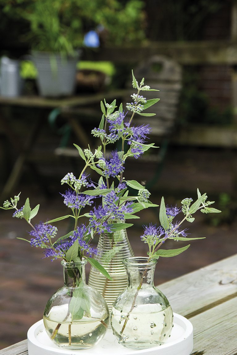 landgefuehl's tweet photo. Die #Bartblume 'Blaue Bienenwiese' zeigt im Juni und Juli ihre außergewöhnlichen #Blüten.
https://t.co/Y2SQNR4GDR https://t.co/ia7IIk2gbe