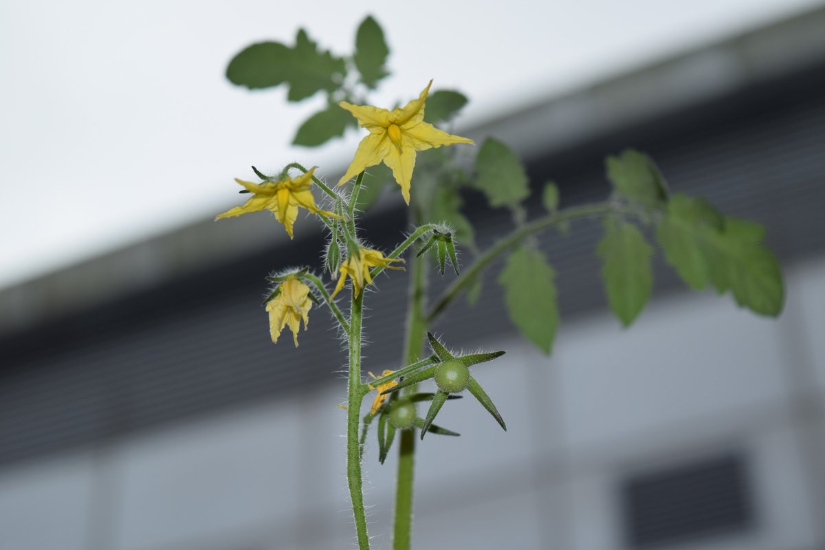 marksallotment's tweet photo. Proof that #tomatoes can grow in a freezing cold air conditioned office!!! #gyo https://t.co/E9lpZgyVzV