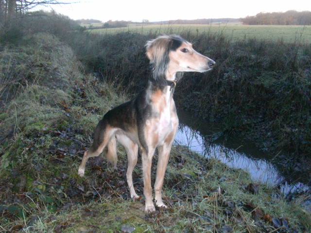 JabMove's tweet image. TIA X NERO PUPPYS....4 BOYS....