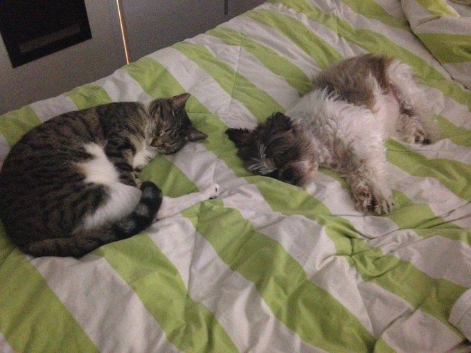 gizmos