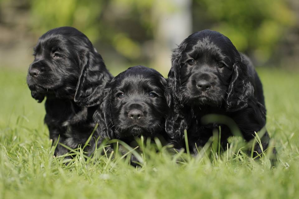 BGundogs's tweet photo. 3 Dog Puppies available, contact ianteeder@live.co.uk 07972 719371 for details. Ready now. https://t.co/6OqnvdZgEG