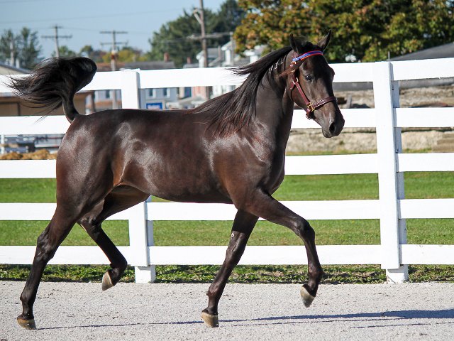 Hanovershoefarm's tweet photo. Congratulations to connections of Glassine Hanover, winner @HoP_Racing with season record 2,1:52.4. https://t.co/VlLBBFcpe3