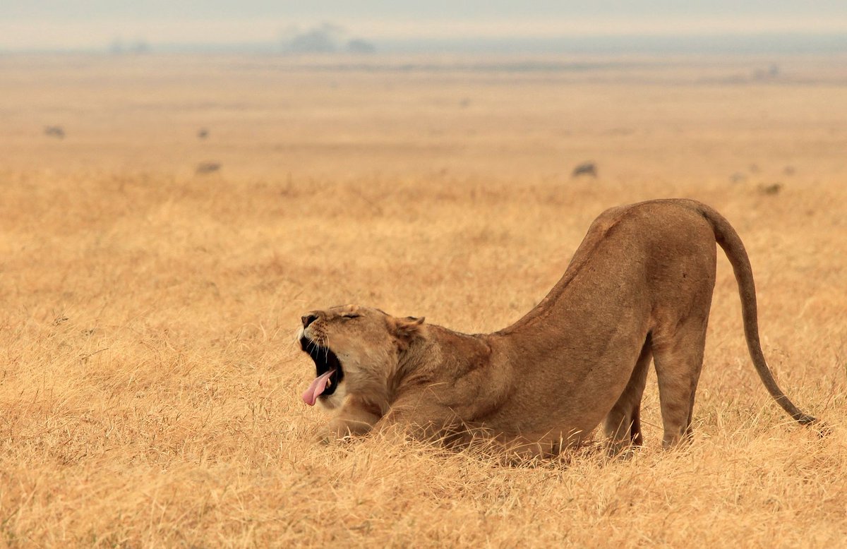 18% VAT on tourism in Tanzania in effect from 1st July affecting safari activities. Update: ow.ly/OyF3301NpWG