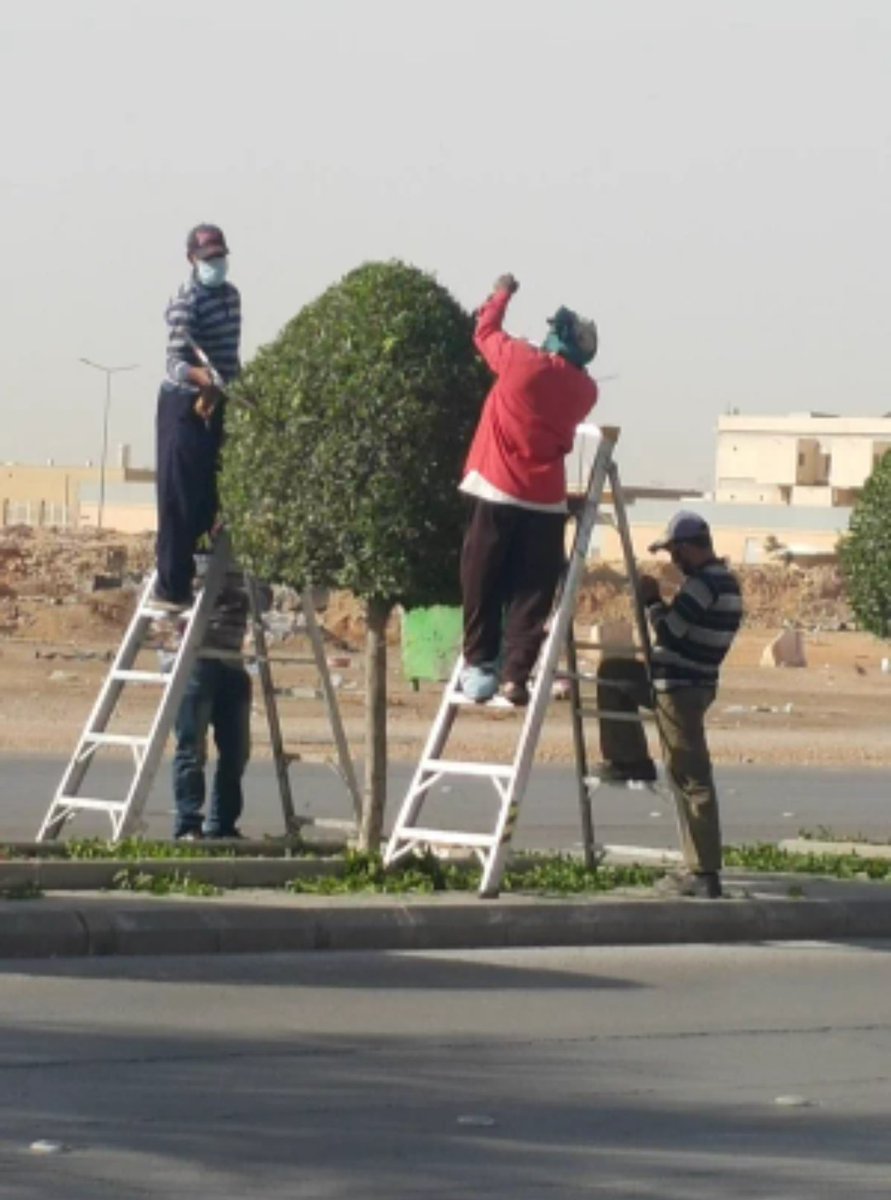 GREEN_H_L's tweet photo. قدرت القيمةالبيئيةلـ 9.1مليون شجرةفي شوارع كالفورنيابـ ملياردولارسنويا.لماذانعامل أشجارنابهذه الطريقة؟
@saudimomra https://t.co/1A1yPiiWv8