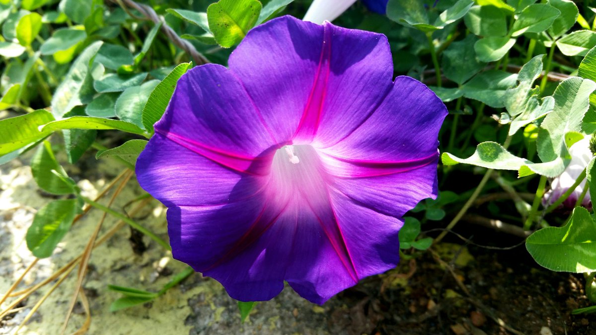 #꽃 
햇살에 나팔꽃 
( 20160626/ 평창 /갤 S5 ) 

지난주말 시골 다녀오는 길에 이쁘게 피어난 평창나팔이 햇살 쬐이는 것을 보았네요 ~~ ^^

youtu.be/gTQnUsBM5iM