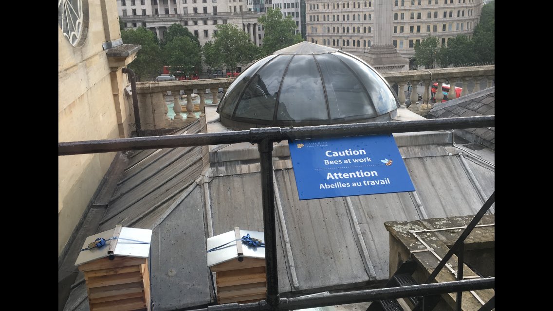 nicolamay1's tweet image. At least somebody is in #Westminster... #beesatwork