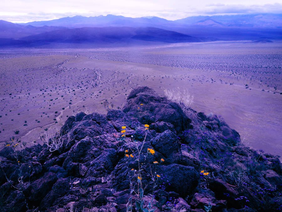 thephotoacadFR's tweet photo. #PHOTOGRAPHIE - Maciek Jasik nous livre la série Psychedelic Flowers, haute en couleur. https://t.co/1wN4PwEsX8 https://t.co/htzeTgMYxO