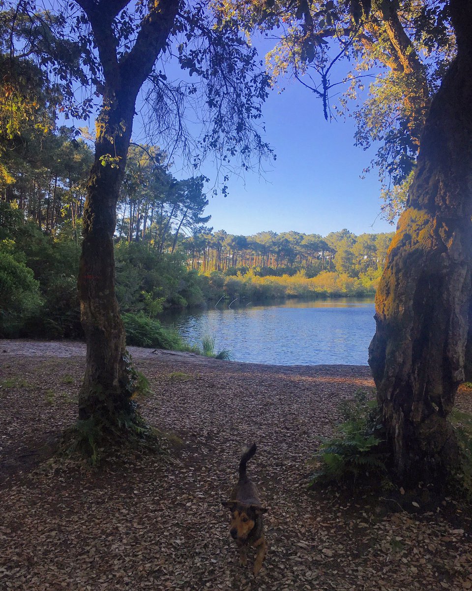 CharlieLHawkDon's tweet photo. Resting my twisted ankle & remembering that beautiful lake light. #Moliets #lakelight #beau #beautravels https://t.co/8vRhkNK0ST