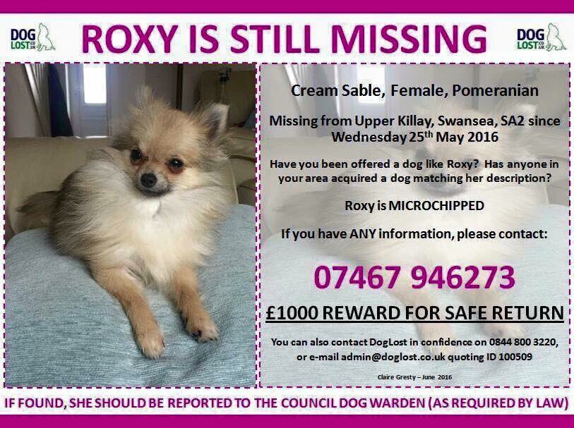 LostboxUK's tweet photo. RT @helping2reunite: Please RT #GetRoxyHome #Stolen #UpperKillay #Swansea @LostboxUK @yourdog @millypod1 TY https://t.co/Lhhkf3fkL8