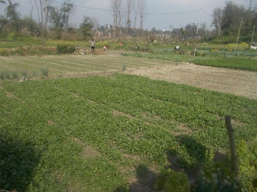 BKDalit's tweet photo. Its good 2 c : Land in #urban n peri urban areas of #kathmandu #Nepal is being used by #youth #farmers https://t.co/CF9YI32C1F