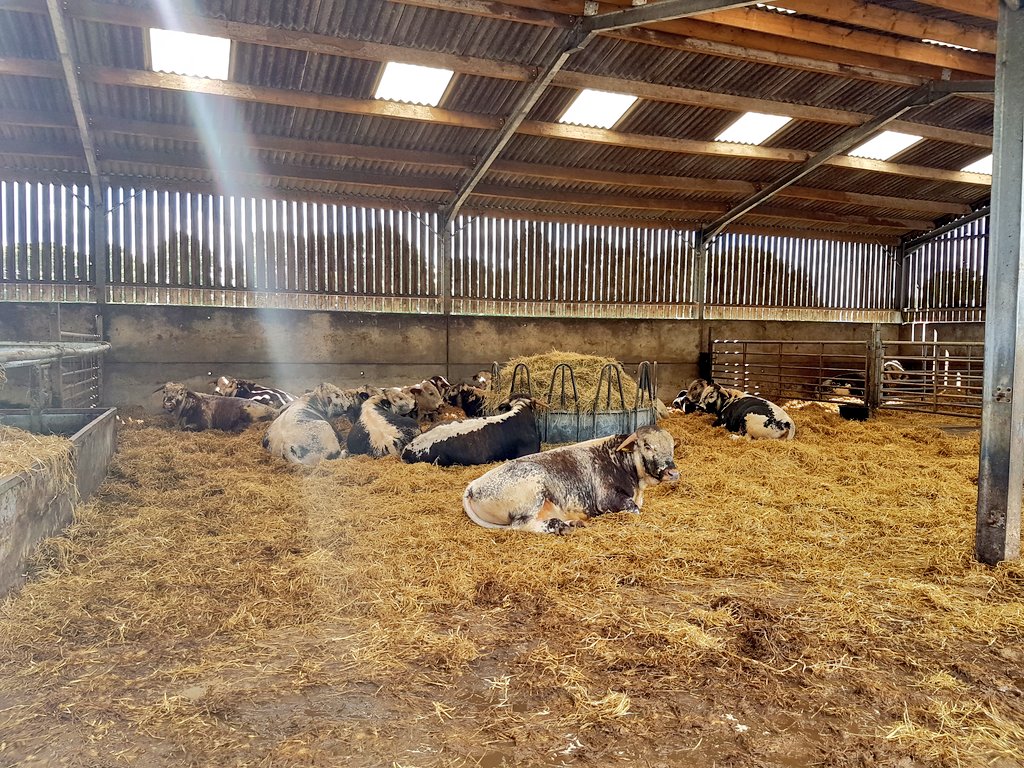 ChasSutcliffe's tweet photo. All calm & quite in the young bulls this morning #AllChangeFromYesterday when a nearby cow bulling #SuperNoses 🐂👃😭 https://t.co/FB5LZQa8do