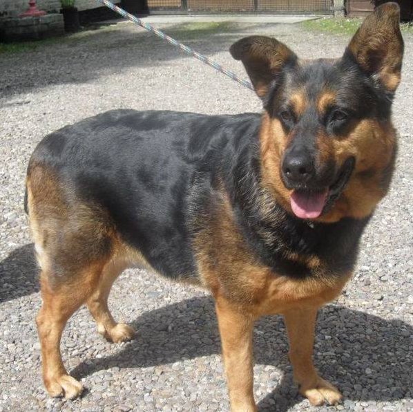 HomeyPet's tweet photo. Looking to #adopt a #GSD? Meet Eliza in #Hull! Visit her profile at https://t.co/WxuCs7TVj0 #rescue #dog https://t.co/hkuURrR605