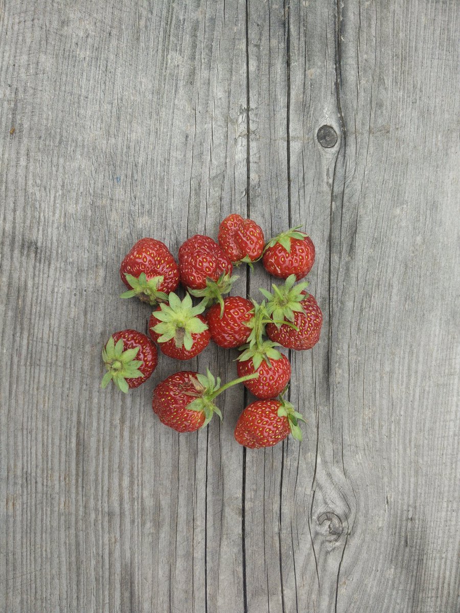 ms_sahana's tweet photo. strawberries from #permakultur #tuchemnitz #natuc #vetterstrasse52 https://t.co/kNFrIDqtrS