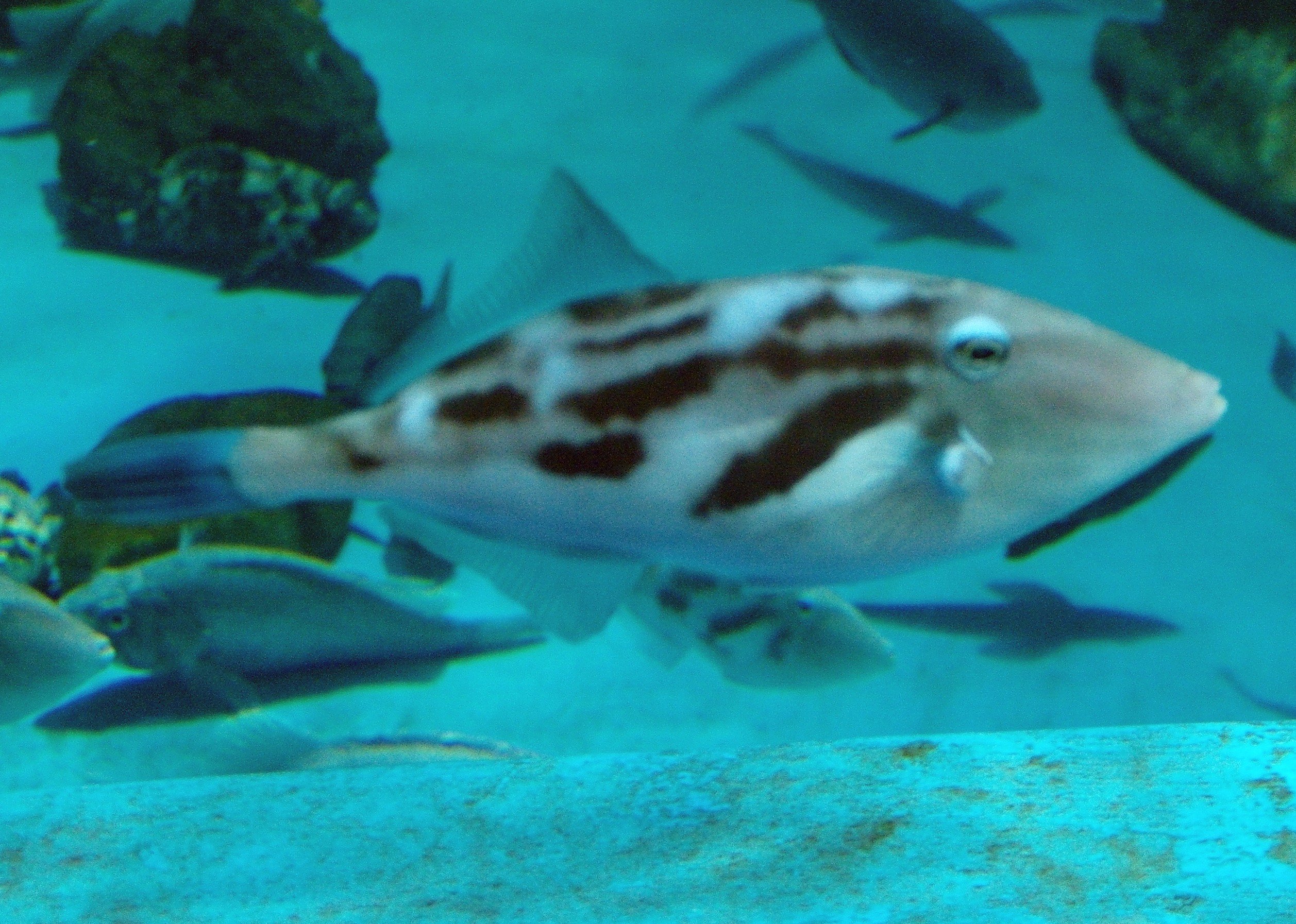 B ウマヅラハギ ソウシハギ アミメハギ カワハギ ピンボケですいませんｗ まぁ 他にも沢山いるんですが メジャーどころを 見た感じ ハギギシリのモデルはソウシハギベースなのかな T Co Lrxlqjbz1j Twitter