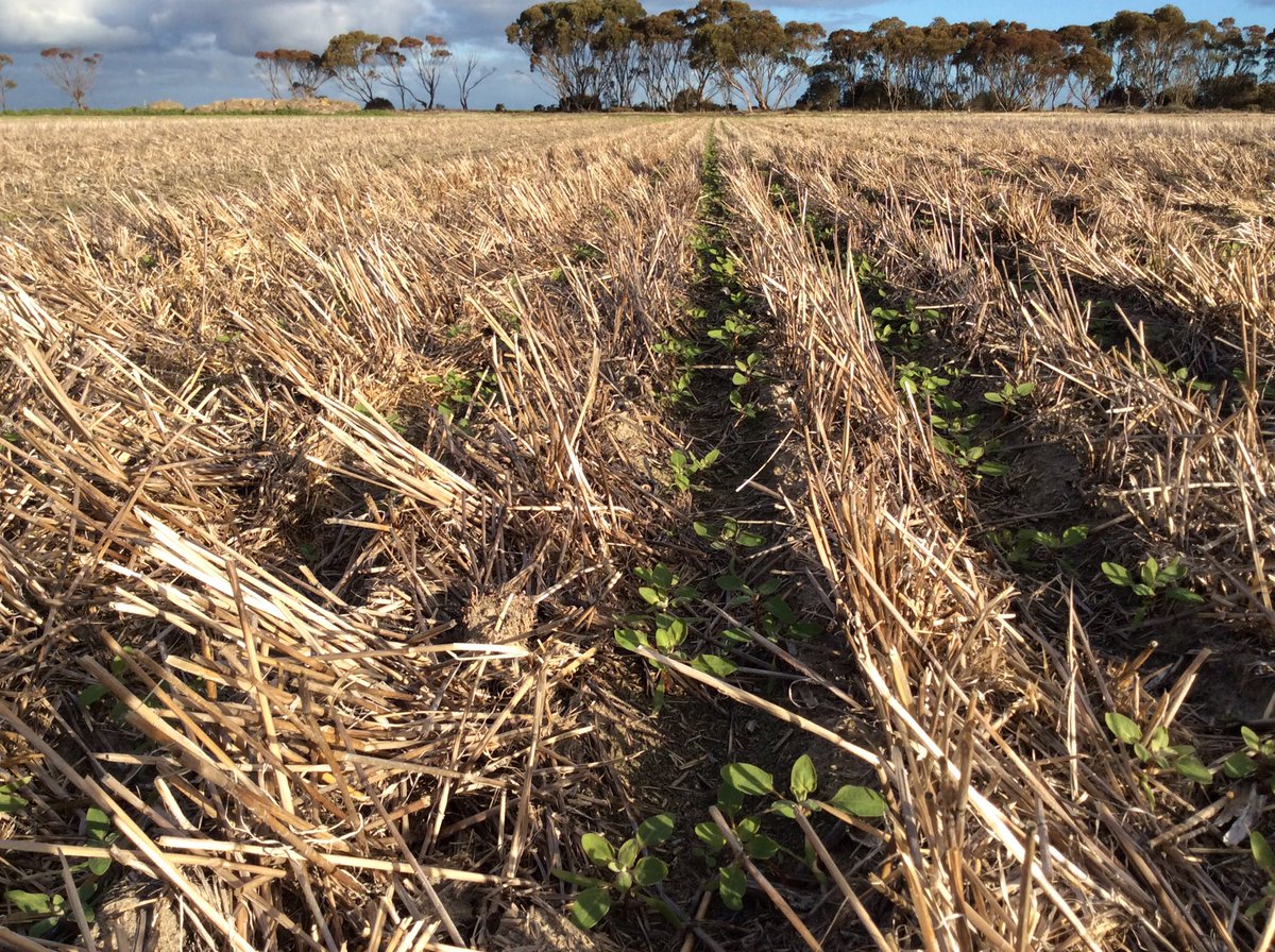 QuentenKnight's tweet image. Nice paired rows of Quinoa to speed up early crop competition #rootboot